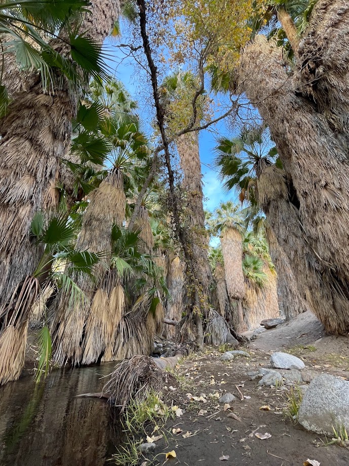 Andreas Canyon Trail