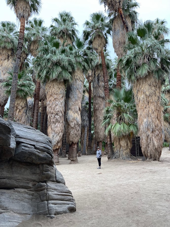 Palm Canyon Trail