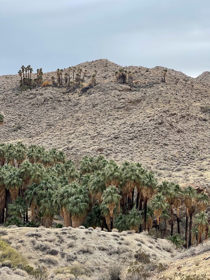 Palm Canyon Trail